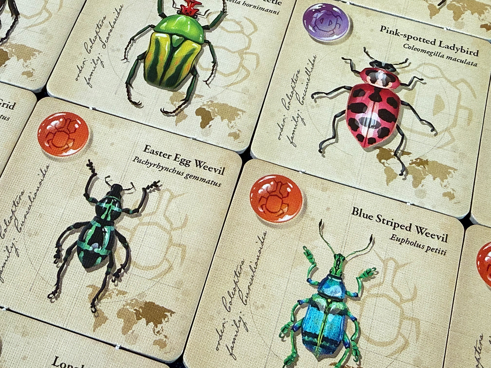 Jewel Box Intricate Details and Information on Each Tile The Delightful Artistic Details and Other Information on the Insects in Jewel Box