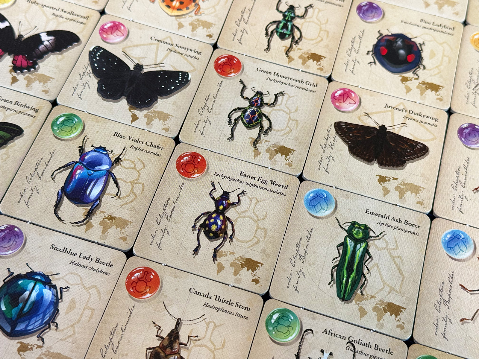 Jewel Box Wide Range of Rather Adorable Insects Appreciating the Beauty and Interesting Details of Tiny Creatures in Jewel Box